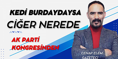 Kedi burdaydaysa ciğer nerde 